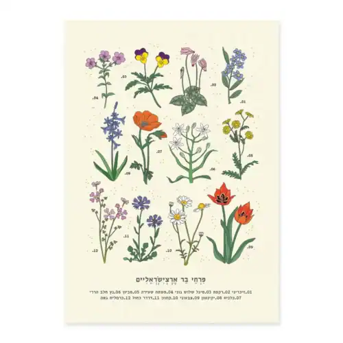 הדפס Isreal Wild Flowers A3