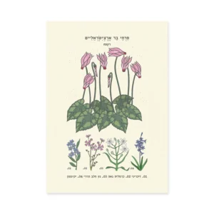 הדפס Cyclamen A4