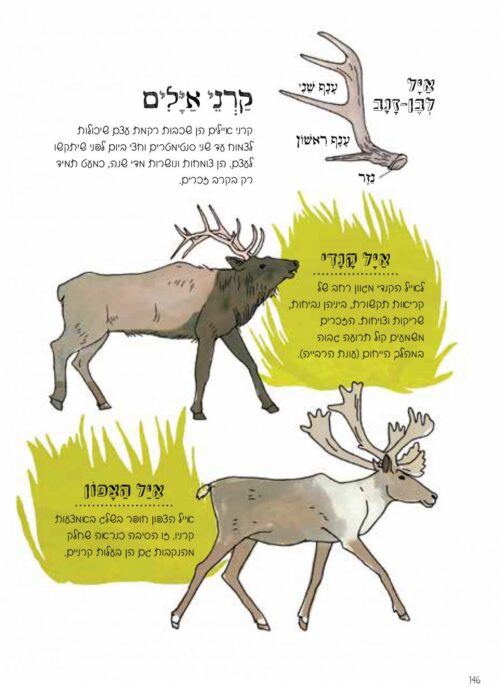 ⁦האנטומיה של הטבע⁩ – תמונה ⁦3⁩