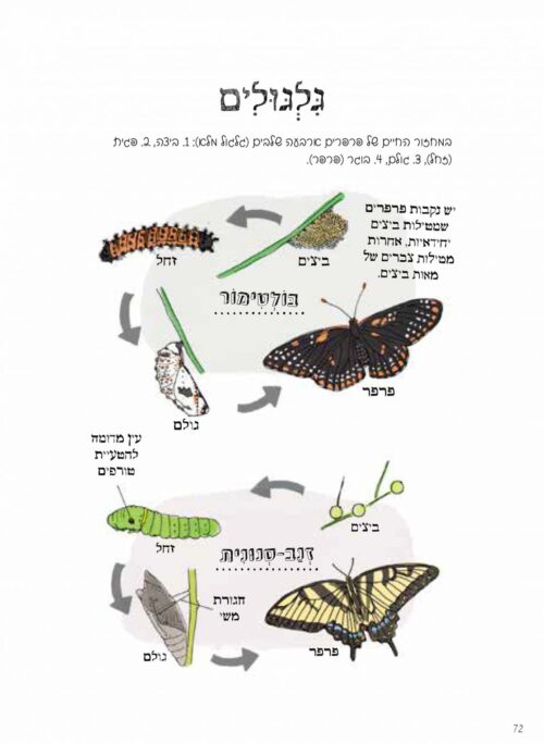 ⁦האנטומיה של הטבע⁩ – תמונה ⁦5⁩