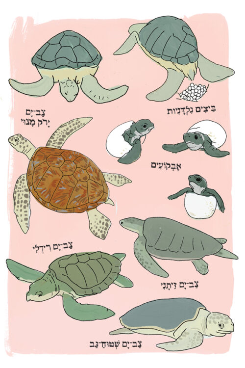 ⁦האנטומיה של הים⁩ – תמונה ⁦3⁩