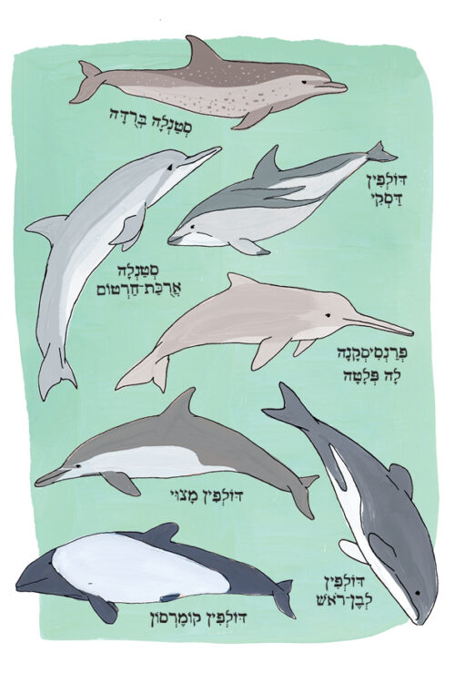 ⁦האנטומיה של הים⁩ – תמונה ⁦4⁩